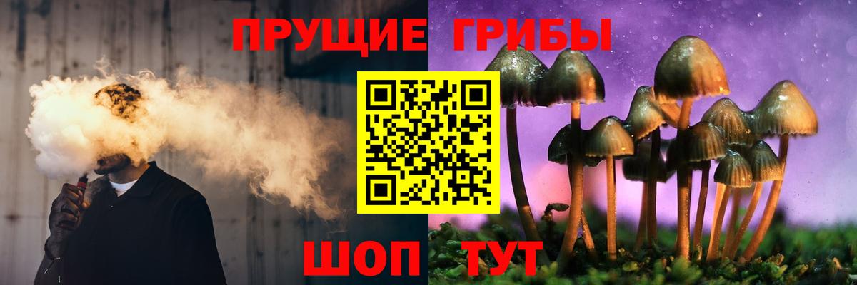 хочу наркоту  Гудермес  Псилоцибиновые грибы Cubensis 